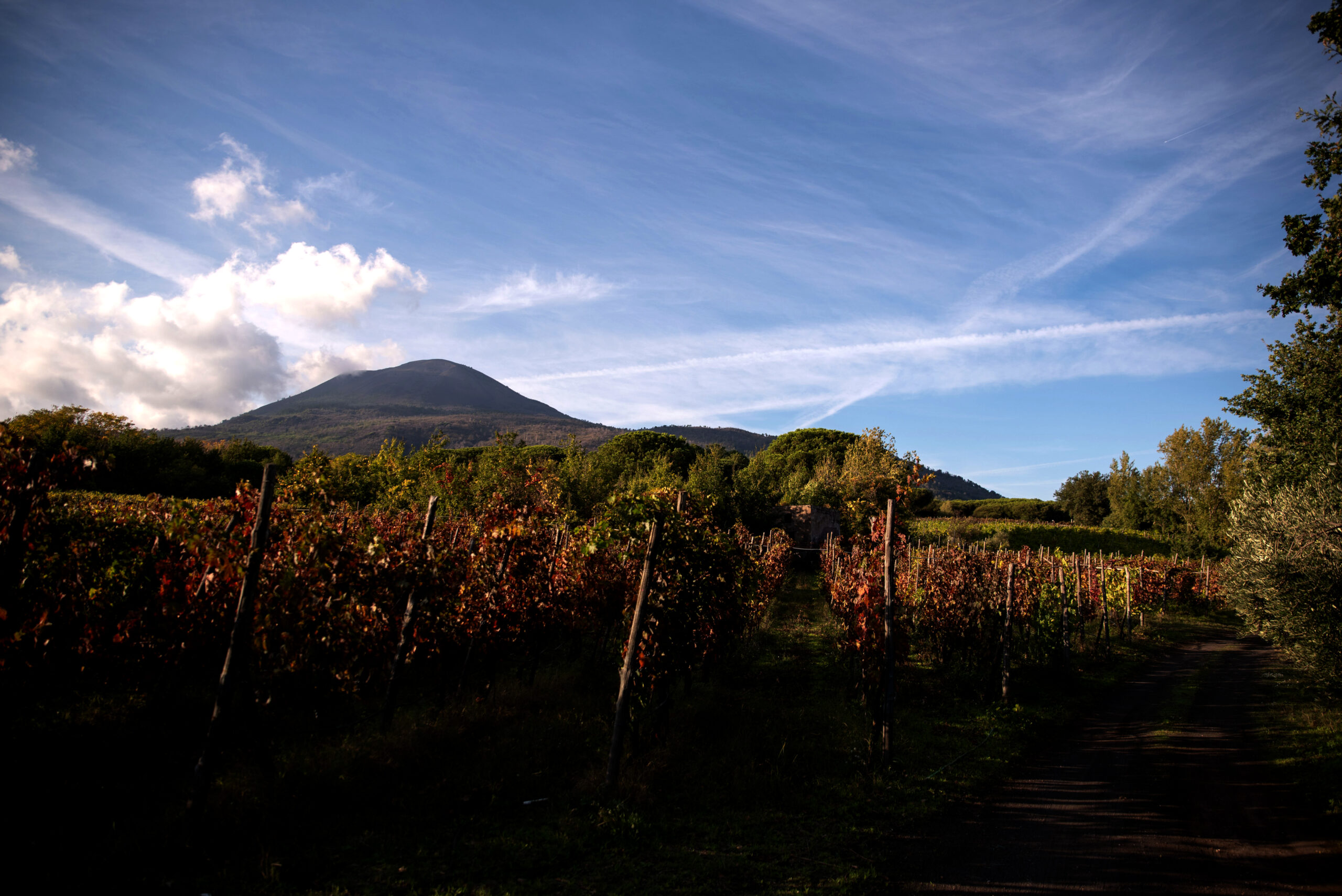 Aglianico del Vesuvio DOC - immagine 4